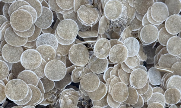 f25e1c5a758614c84801fe13ecbca93