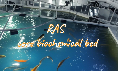 MBBR Technology Revolutionizes Aquaculture and Wastewater Treatment