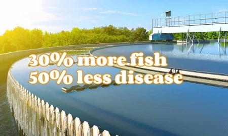 How MBBR Biofilm Media Transform Water Quality in Tilapia Farms